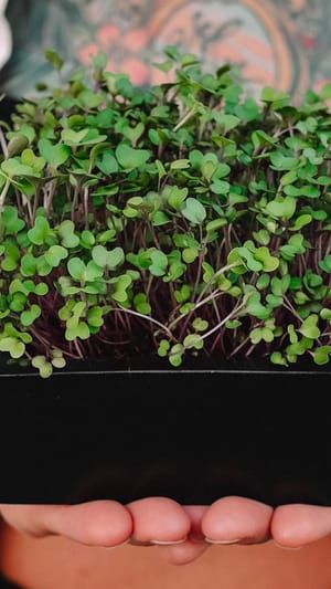 tiny greens – Die urban indoor Farm für deine Fensterbank.