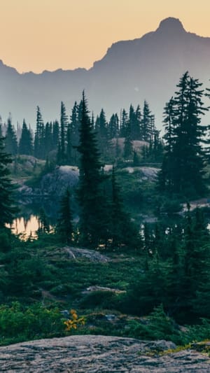 Der nachhaltigste Weihnachtsbaum