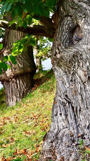Gemeinsam Zukunft pflanzen!