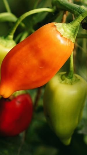 URGROW - Deine eigene kleine Farm.