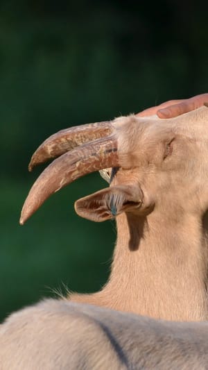 WerterBock – Bockkitze aus der Milchziegenhaltung