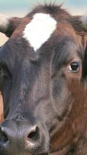 DUKTA free Minimaldesign & Tierwohl