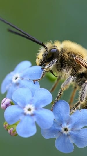 Ein Himmel voller Bienen