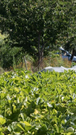 Gemüse aus dem Garten Idem