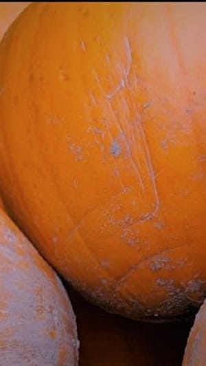 Recording: The Pumpkin Machine  - Folk Rave