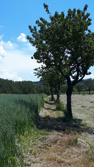 Landwirtschaft mitgestalten? Werde Agroforst-Pat:in!