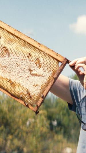 Wo die Bienen noch summen - Kurzfilm