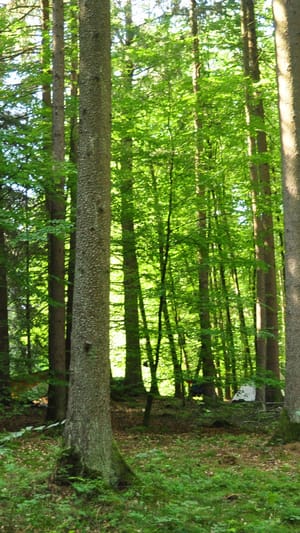 ardelia - wildnis- und naturschule