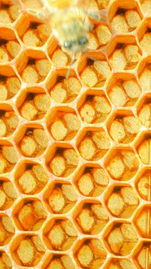 Bienenfutterautomat für Markranstädt