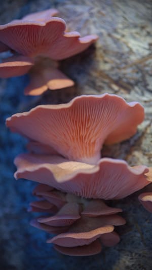 Neighbourshrooms Bremen