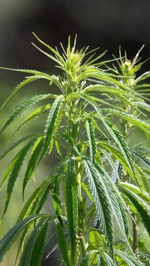 Hanffaser Geiseltal eG - Aus Hanfstroh Zukunftsgold spinnen