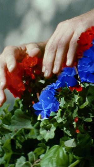 Zwischen Nelke und Zyan