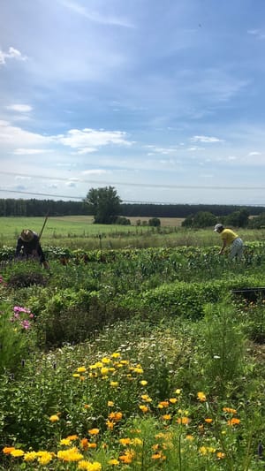 Wir gründen eine Solawi – die Ernte Union Ost