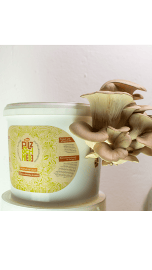 NATÜRLICH im Eimer! Pilz-Kits aus der Pilzschmiede