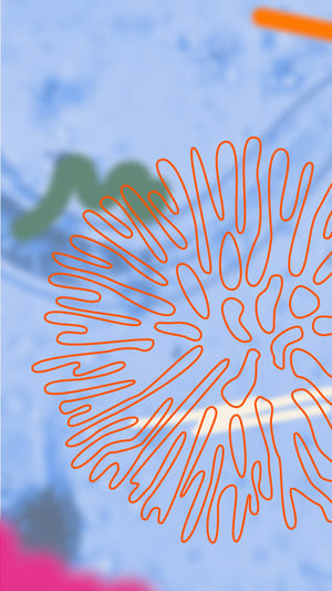 Soil Sound Festival auf dem Steingrubenhof in St. Peter am 27.09.2025