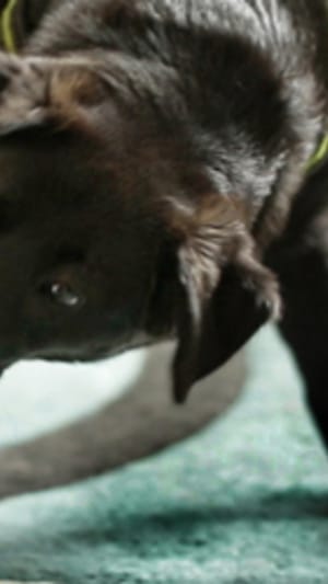 HUNDEBANDE - bringt Menschen auf den Weg