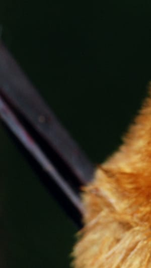 Bulldoggfledermäuse in Sri Lanka