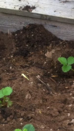 Villekula Pflanzenkinder!