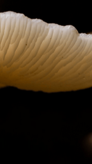 A plastic-free Lüneburg