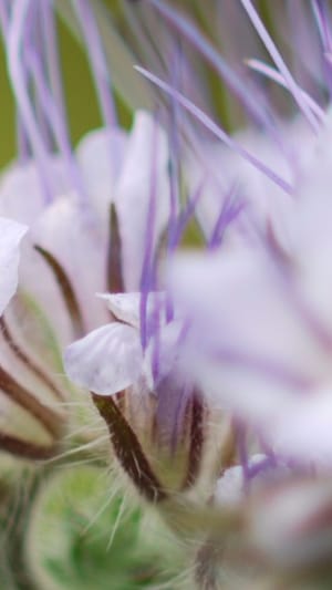 Nachhaltigkeit und blühende Landschaft