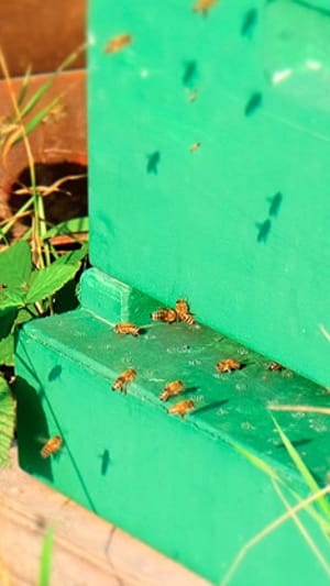Gesunde Bienenvölker für Schleswig-Holstein
