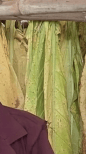 Entwicklungsgeld für blauen Dunst?