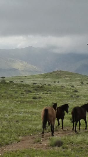 Innovation - wie intelligent sind Pferde wirklich?