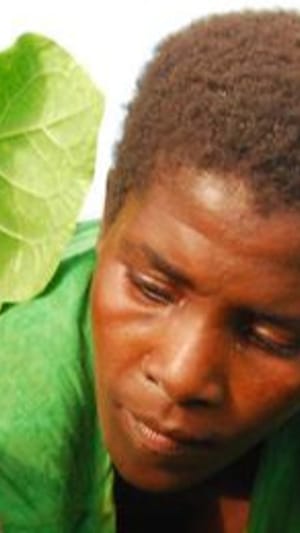 Entwicklungsgeld für blauen Dunst?