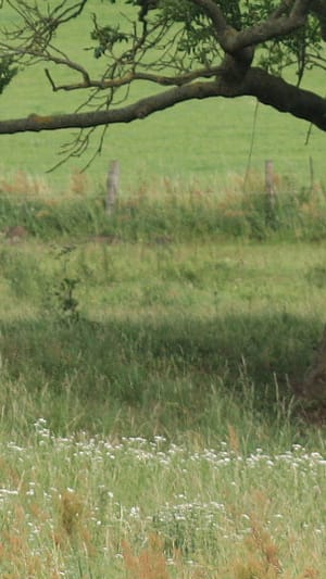 Oberlecker. Feines Fleisch & Essen mit Biografie. 