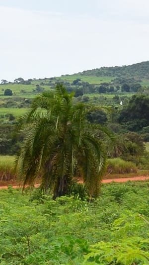 YORINGA - Superfoods