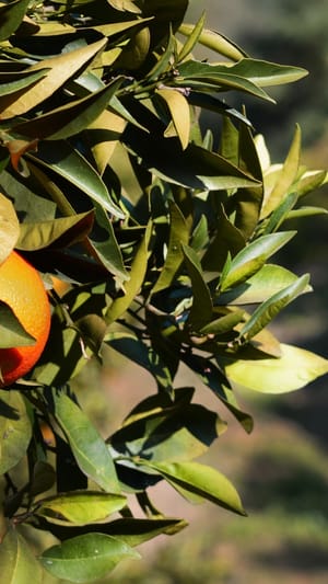 Forschungsaufenthalt in Andalusien zum Ökolandbau