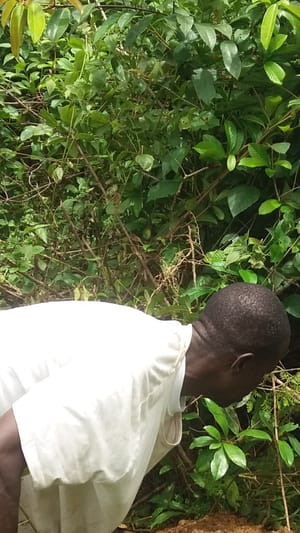 Moringa Farm-Genossenschaft in West-Afrika
