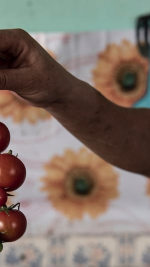 Sexuelle Ausbeutung von Erntehelferinnen