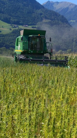 Hanfprotein von AlpenPionier