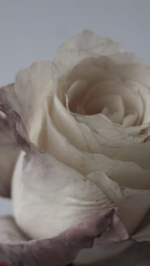 Plakat-Aktion "75. Weiße Rose"