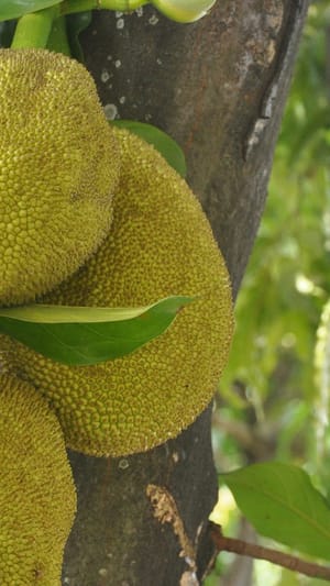 Bio-Jackfruits – Herzhaft Gut