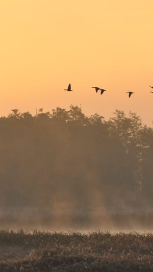 Kranich-Express Naturparkshuttle