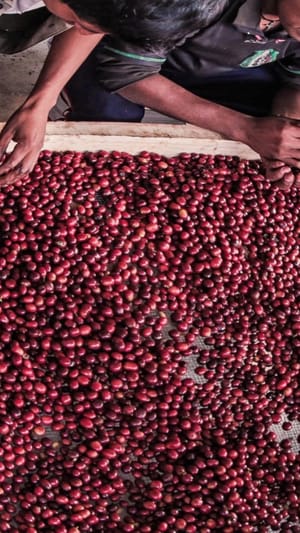 Teikei - Community Supported & Sailed Coffee