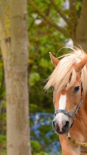 In the Middle of Nüscht - die Altmark