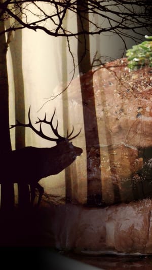 Waldfleisch.de - Online-Marktplatz für Wildfleisch