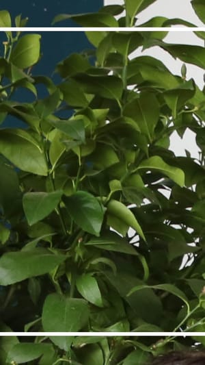 unconditional company