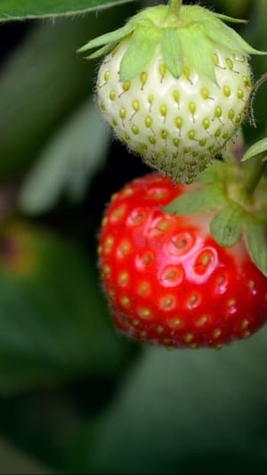 Fruchtgemüsemonster – Kartenspiel für Kinder ab 3