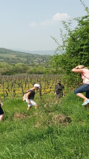 Ingelheimer Krimiwanderung 2.0