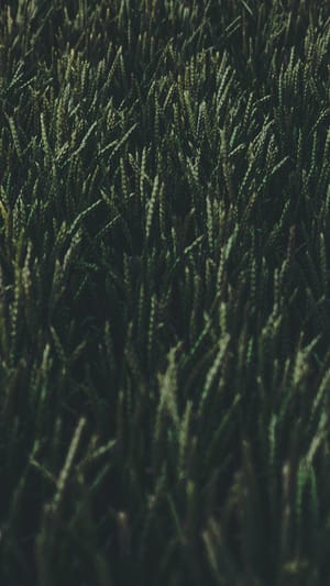 PUREGANIC - Nährstoffe aus Pflanzen