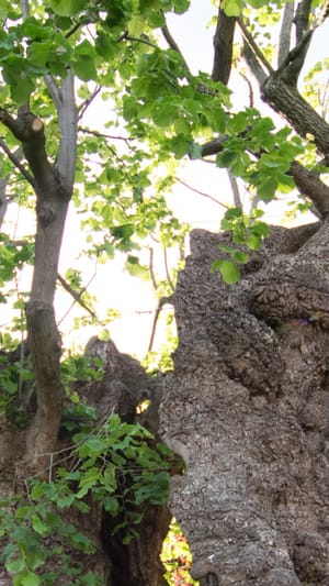 Bildband "Wunderschöner Ambergau"