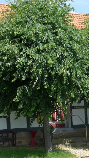 Letzte Zeitzeugen - Geschichten aus der Schule