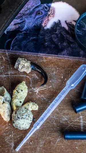 Naturentdeckerpfad – tierisch nah dran!