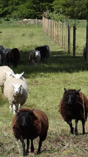 Hof Menke: Die Streuobstwiese für Natur und Mensch