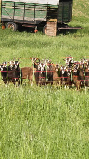 Räder unter den Käse