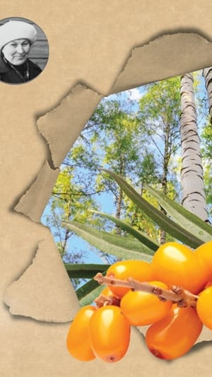 ÖselBirch - Das pflanzliche Erfrischungsgetränk